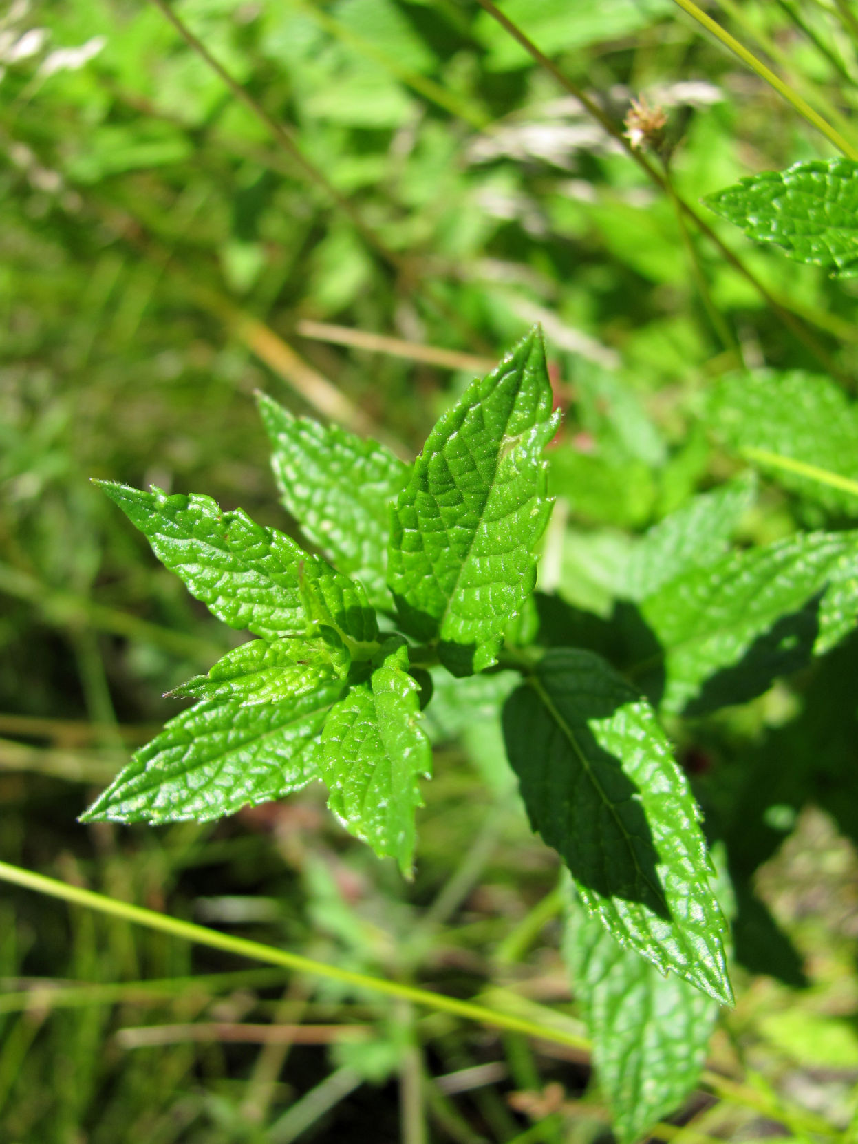 Classic hike: Mint Spring Trail is a treat for the senses